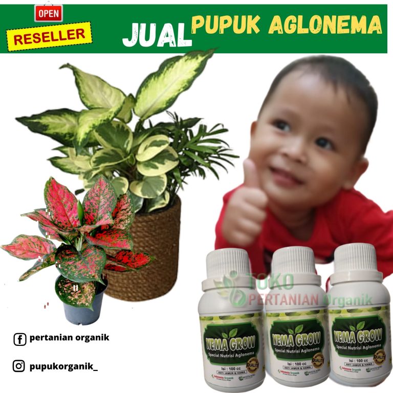 PUPUK AGLONEMA