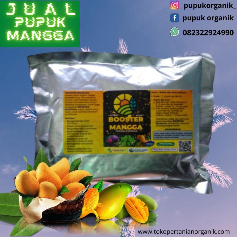 PUPUK MANGGA CEPAT BERBUAH