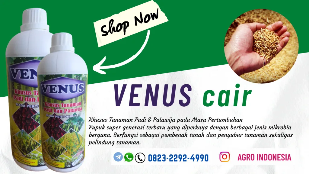 HARGA pupuk cair untuk padi sawah Banyumas, AGEN pupuk cair untuk porang Purwokerto, SUPPLIER pupuk cair untuk bawang daun Gunungkidul, AGEN pupuk cair untuk kapulaga Wonosari, HARGA pupuk cair untuk memperbanyak anakan padi Jakarta Pusat, AGEN pupuk cair untuk padi Kepulauan Seribu, SUPPLIER pupuk cair untuk padi bunting Bandung Barat, AGEN pupuk cair untuk jagung Ngamprah, JUAL pupuk cair untuk kencur Rangkasbitung, DISTRIBUTOR pupuk cair untuk bawang merah Pandeglang