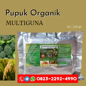 SUPPLIER pupuk untuk jahe merah Jombang, DISTRIBUTOR pupuk untuk membesarkan umbi bawang merah Surabaya, HARGA pupuk untuk menghijaukan daun Bangkalan, AGEN pupuk untuk bunga Banyuwangi, SUPPLIER pupuk untuk buah Blitar, GROSIR pupuk untuk cabe Kanigoro, JUAL pupuk untuk tanaman varigata Bojonegoro, DISTRIBUTOR pupuk untuk bunga keladi Bondowoso, HARGA pupuk untuk padi bunting Gresik, AGEN pupuk untuk tanaman bunga agar cepat berbunga Jember
