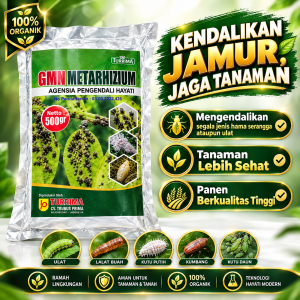 Pupuk Metarizium agensia pengendali hayati, obat pembasmi Hama Wereng