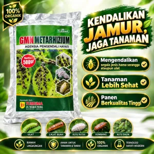 Pupuk Metarizium agensia pengendali hayati, obat pembasmi Hama Wereng