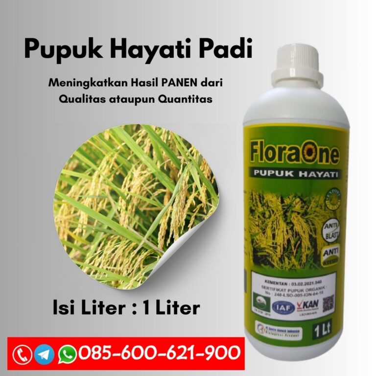 TERBAIK.085-600-621-900, Distributor pupuk padi baru tanam Garut, Grosir pupuk buah padi paling bagus Cirebon, Pabrik pupuk buah padi Demak,