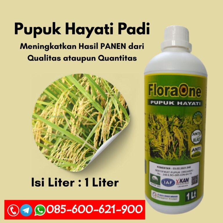 ONLINE.085-600-621-900, Grosir pupuk buah padi paling bagus Cirebon, Pabrik pupuk buah padi Demak, Pusat pupuk benih padi Kediri,