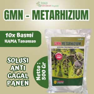 Pupuk Metarizium agensia pengendali hayati, obat pembasmi Hama Wereng