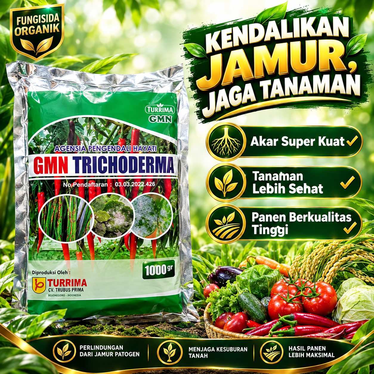 GMN Trichoderma fungisida hayati untuk layu fusarium