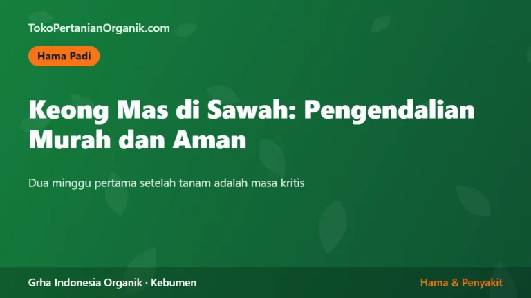 Keong Mas di Sawah: Pengendalian Murah dan Aman
