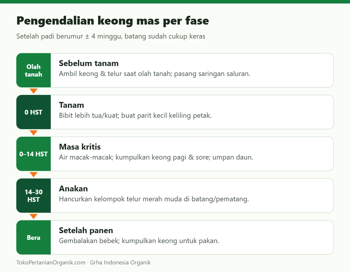 Pengendalian keong mas per fase