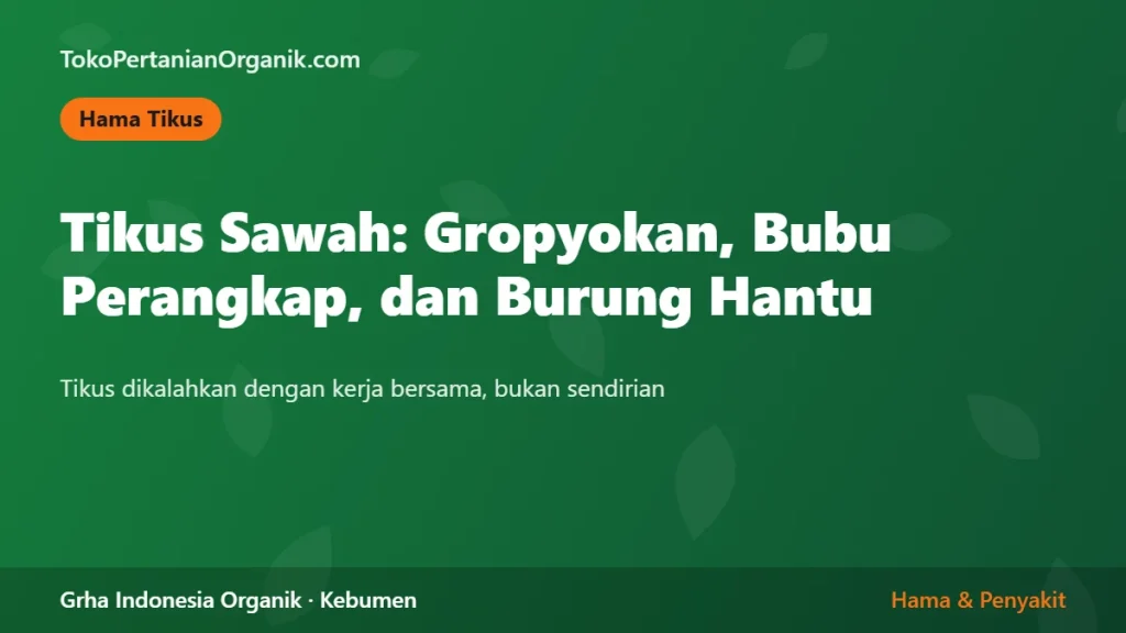 Tikus Sawah: Strategi Gropyokan, Sistem Bubu Perangkap, dan Burung Hantu