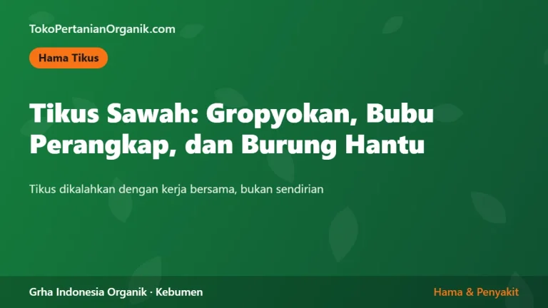 Tikus Sawah: Strategi Gropyokan, Sistem Bubu Perangkap, dan Burung Hantu