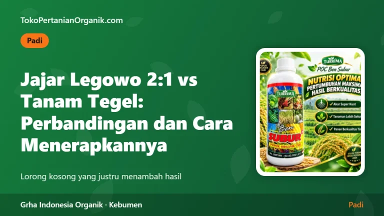 Jajar Legowo 2:1 vs Tanam Tegel: Perbandingan dan Cara Menerapkannya