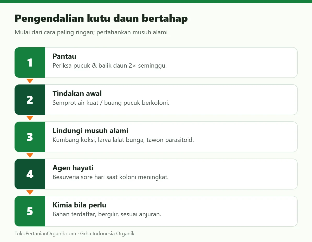 Pengendalian kutu daun bertahap