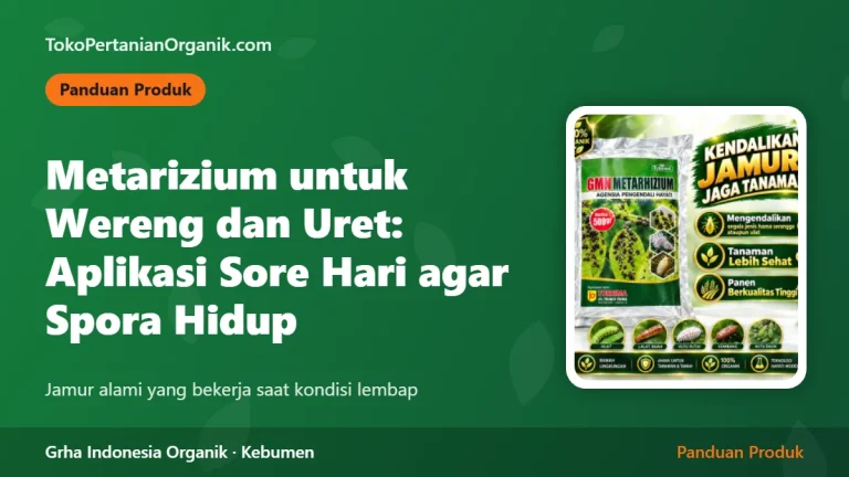 Metarizium untuk Wereng dan Uret: Cara Aplikasi Sore Hari agar Spora Tetap Hidup