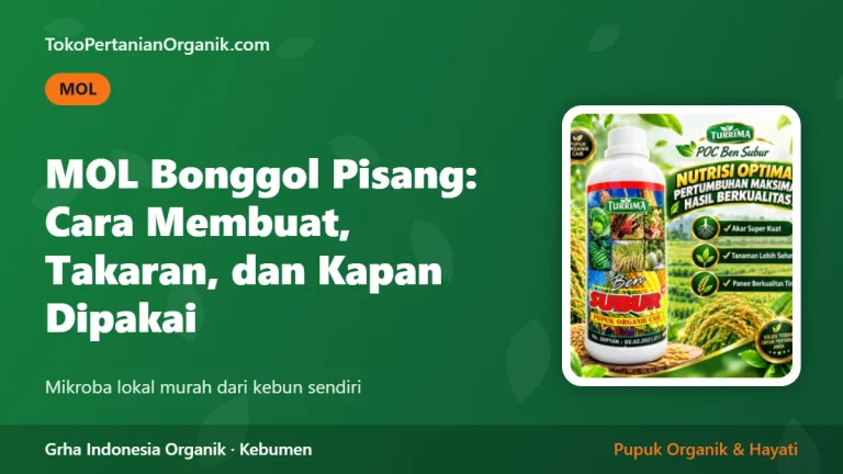 MOL Bonggol Pisang: Cara Membuat, Takaran, dan Kapan Dipakai