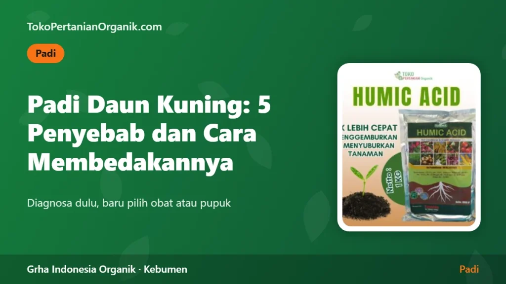 Padi Daun Kuning: 5 Penyebab dan Cara Membedakannya di Lapangan