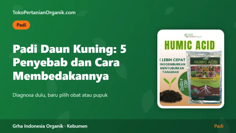 Padi Daun Kuning: 5 Penyebab dan Cara Membedakannya di Lapangan