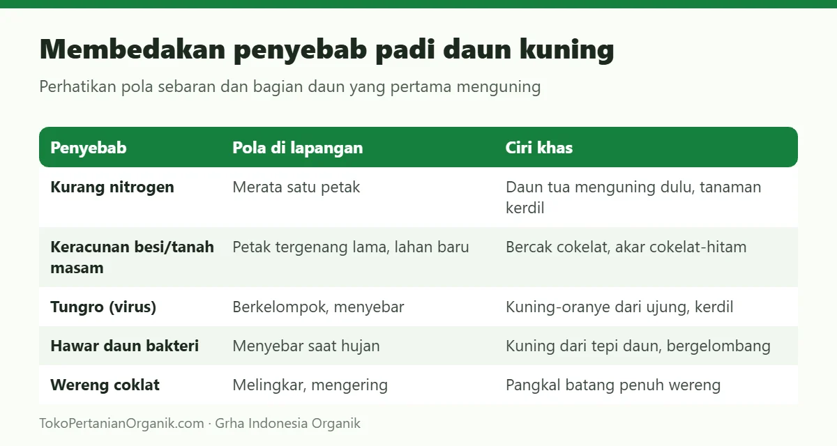 Membedakan penyebab padi daun kuning