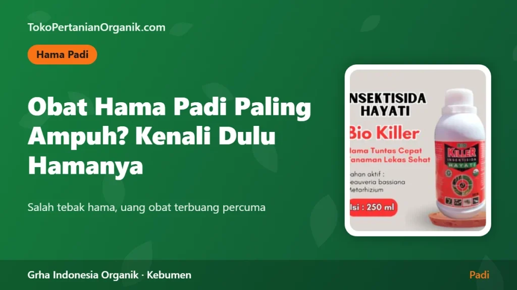 Obat Hama Padi Paling Ampuh: Kenali Dulu Hamanya, Baru Pilih Obatnya