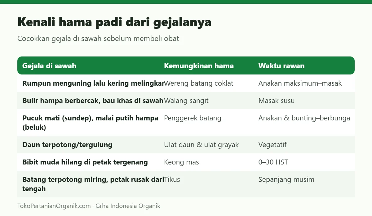 Kenali hama padi dari gejalanya