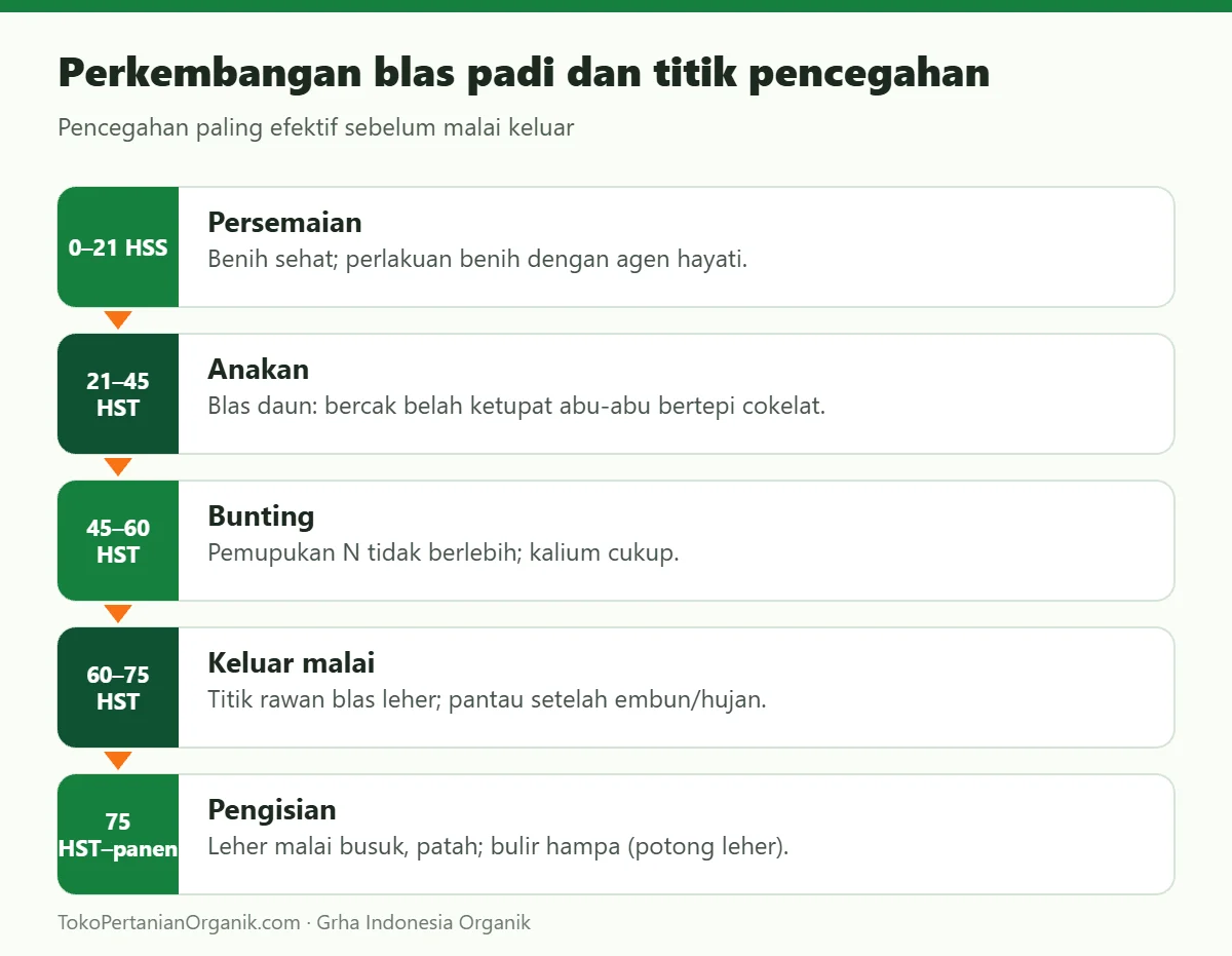Perkembangan blas padi dan titik pencegahan