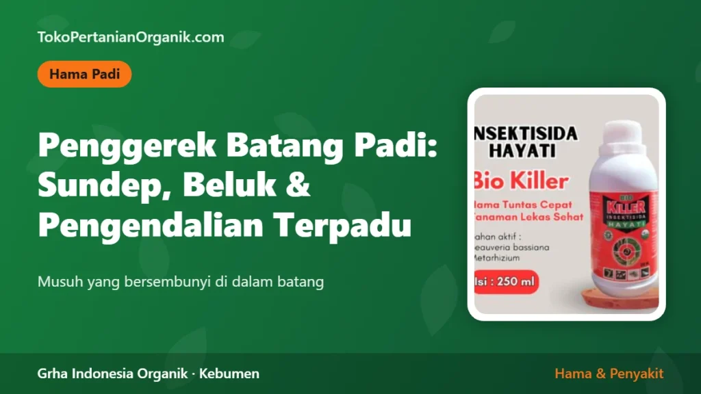 Penggerek Batang Padi (Sundep dan Beluk): Gejala dan Pengendalian Terpadu
