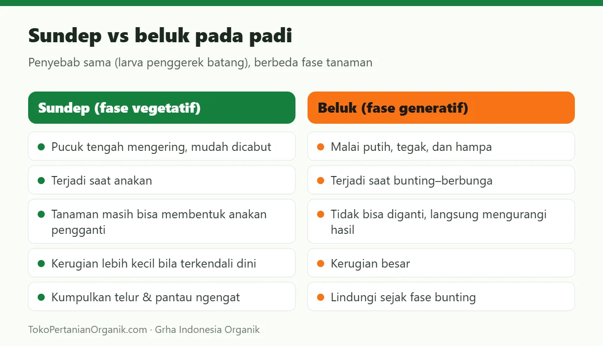 Sundep vs beluk pada padi