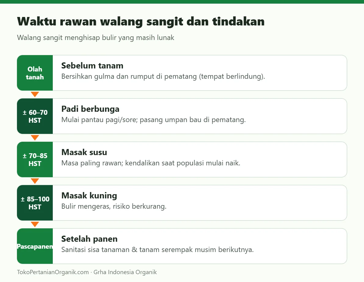 Waktu rawan walang sangit dan tindakan