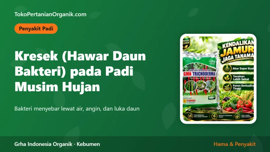 Kresek (Hawar Daun Bakteri) pada Padi Musim Hujan: Gejala dan Pencegahan