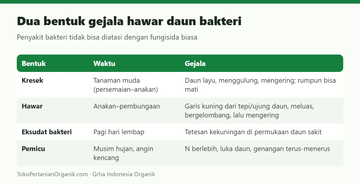 Dua bentuk gejala hawar daun bakteri