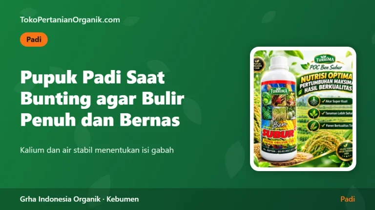 Pupuk Padi Saat Bunting agar Bulir Penuh dan Bernas