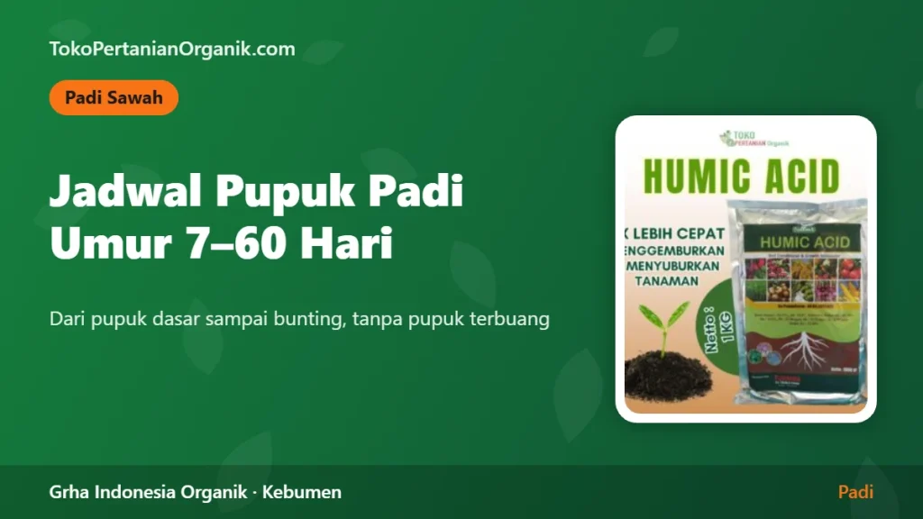 Pupuk Padi Umur 7 sampai 60 Hari: Jadwal Pemupukan dari Tanam sampai Bunting