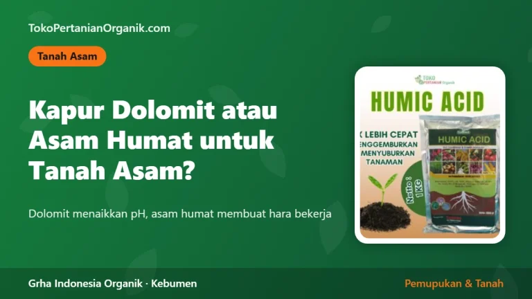 Kapur Dolomit atau Asam Humat untuk Tanah Asam? Kapan Memakai yang Mana