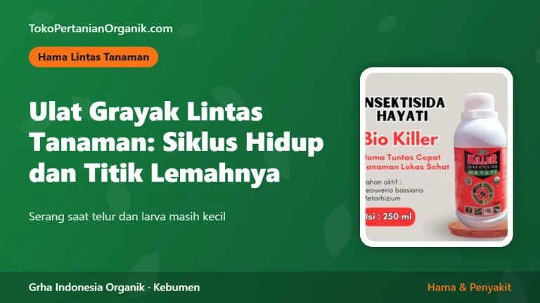 Ulat Grayak Lintas Tanaman: Siklus Hidup dan Titik Lemahnya