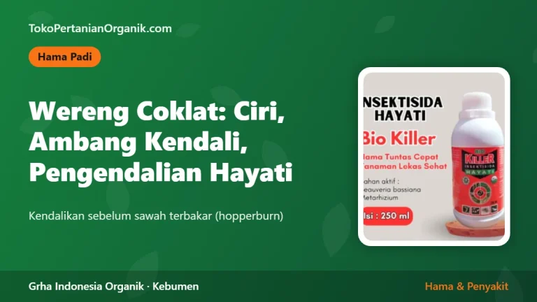 Wereng Coklat pada Padi: Ciri Serangan, Ambang Kendali, dan Pengendalian Hayati